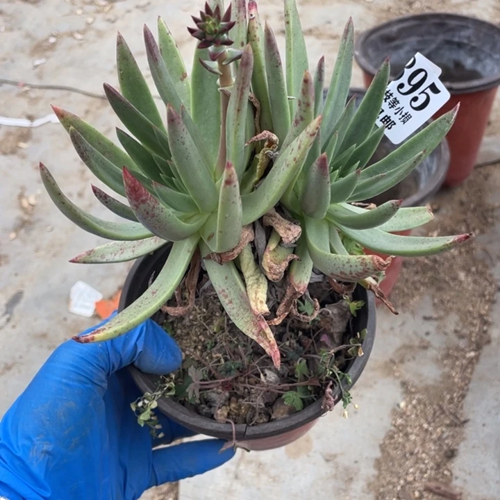 墨****生895号伊静思多肉植物