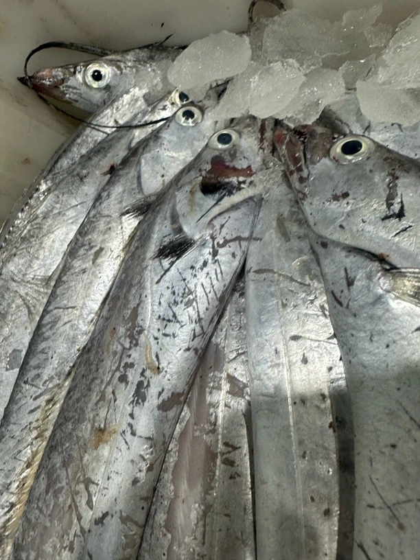 【大连本地新鲜刀鱼】3/4斤装 一斤5条左右易破腹介意勿拍 顺丰包邮