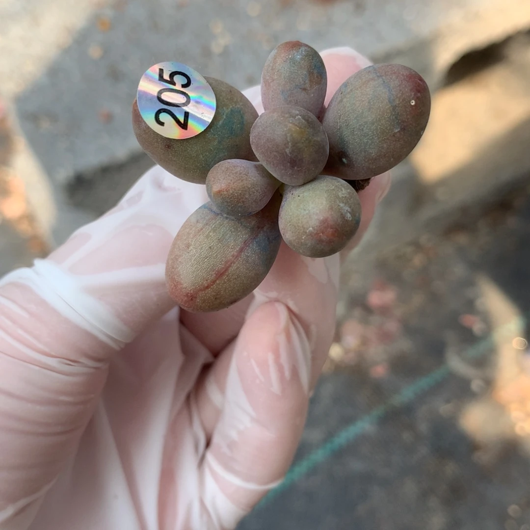 糖果红拉丝哈哈哈哈哈哈哈哈哈哈205
