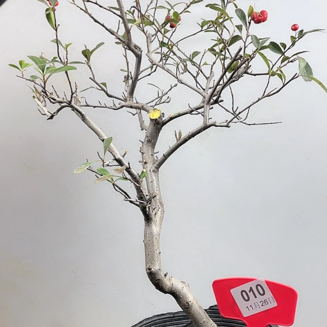 【闪购商品】无花朵010