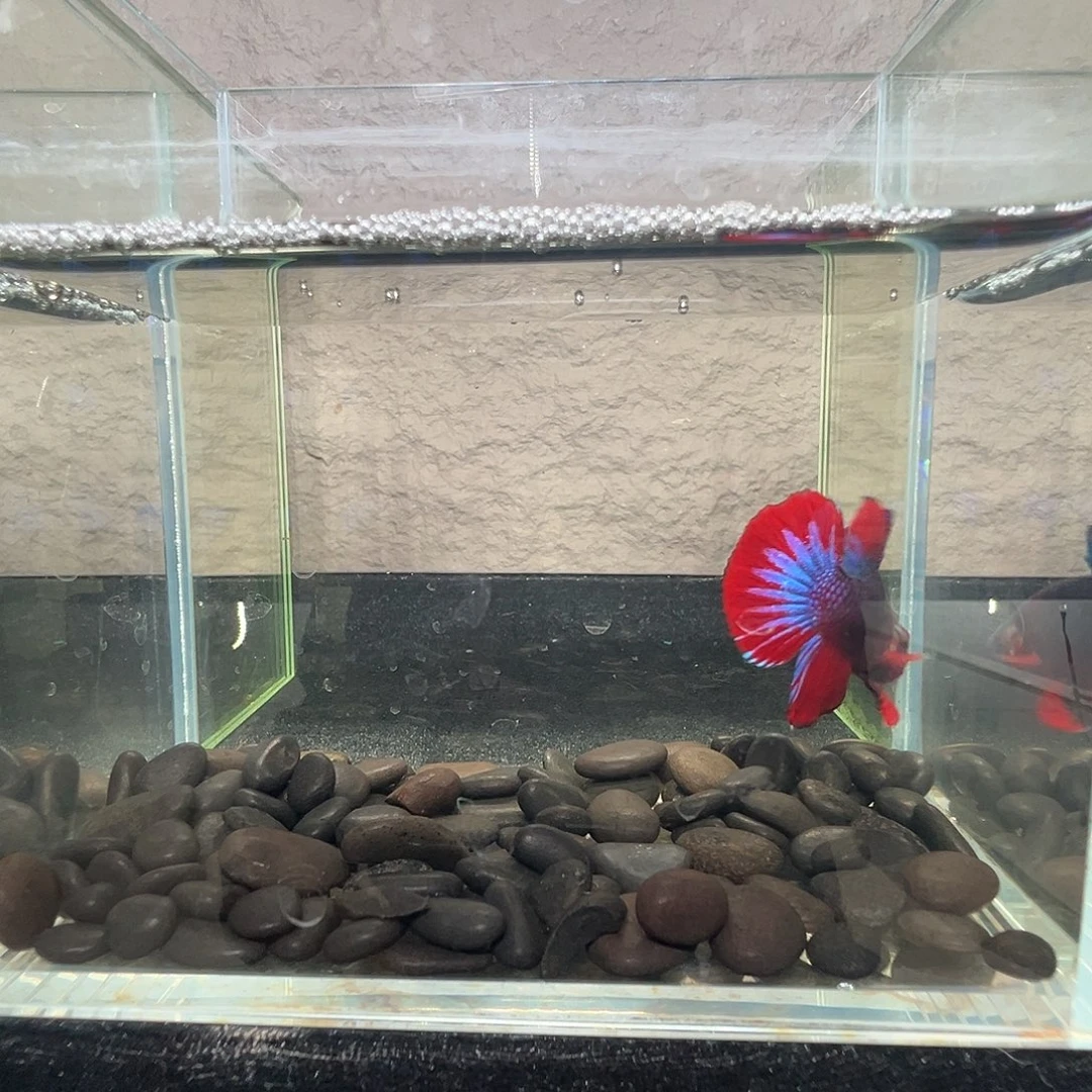 斗鱼阿浩泰斗9日81号