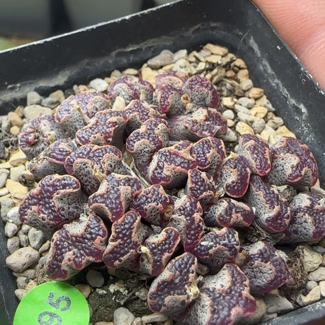 超碟群多肉植物695