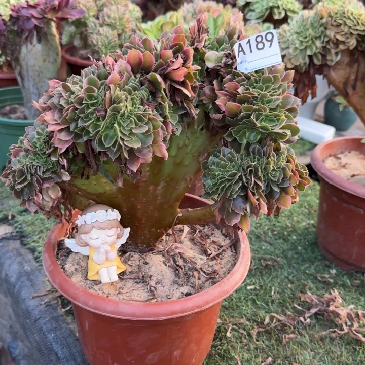香妃法师锦缀化189
