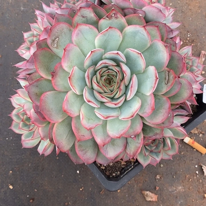 陇***心1600叶伤特～20厘米