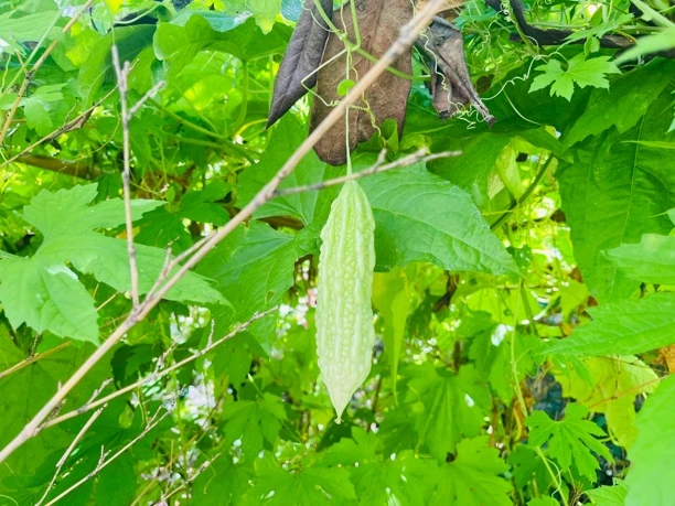 贵州农家露天种植苦瓜