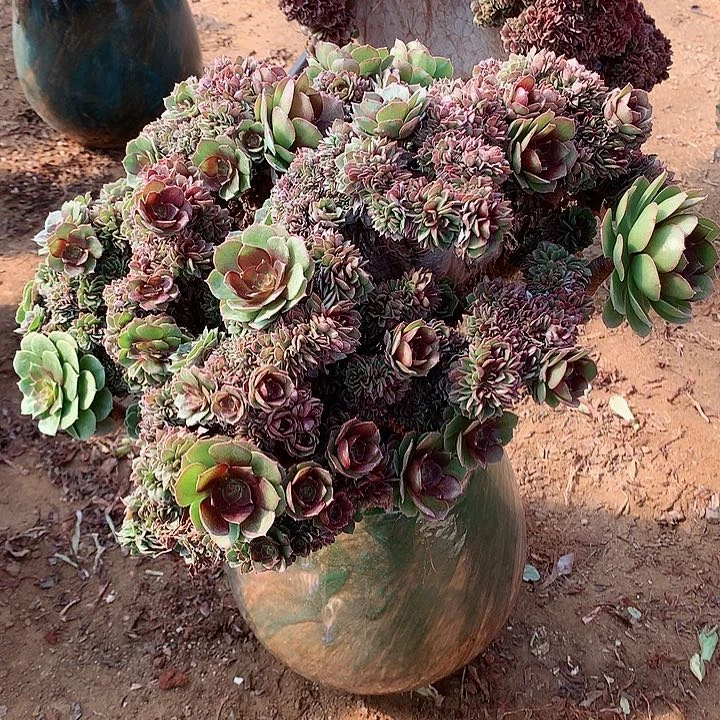 万朵朵脱土发货啊