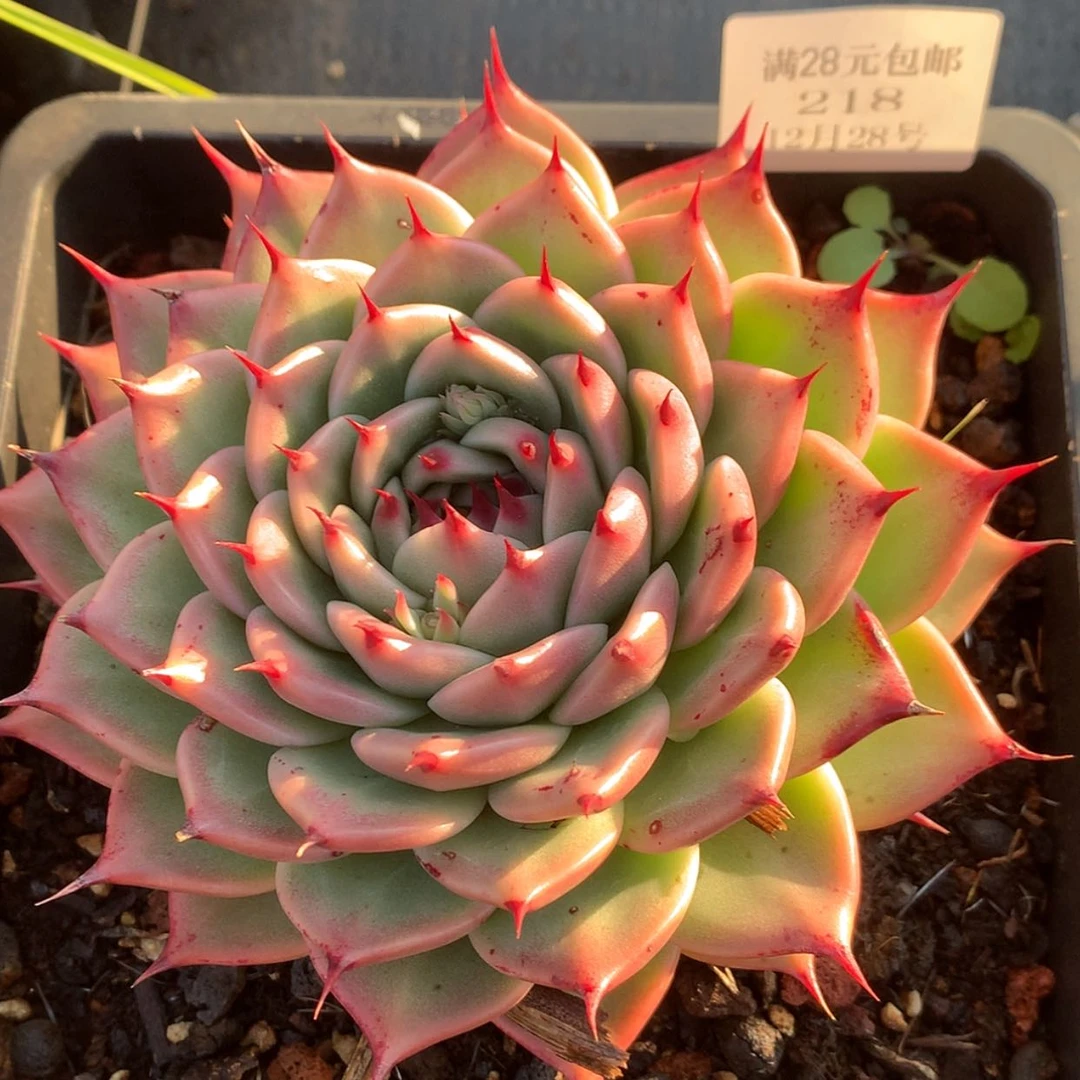 【闪购商品】云218号托斯卡15厘米