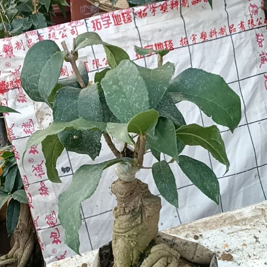 建***牌完全开放四季系的丹桂