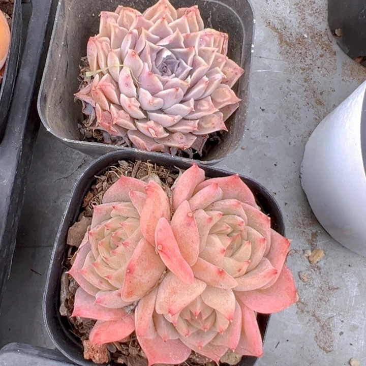 u***l妖姬加雨财【一物一拍】两单包邮