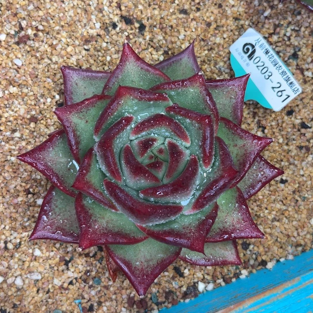 多肉一物一拍0203-261