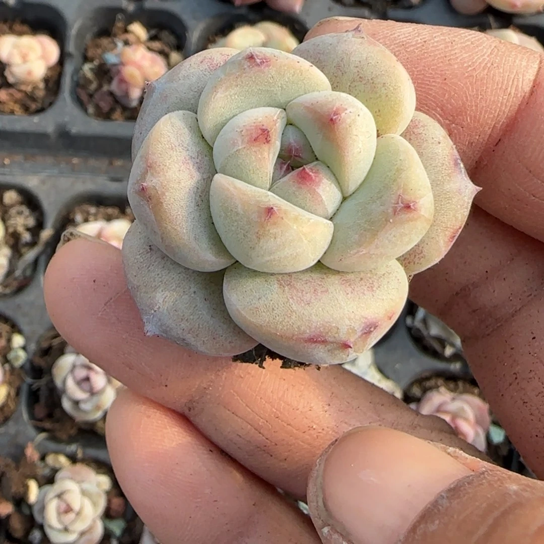 多肉小卡拉米糖心一物一拍