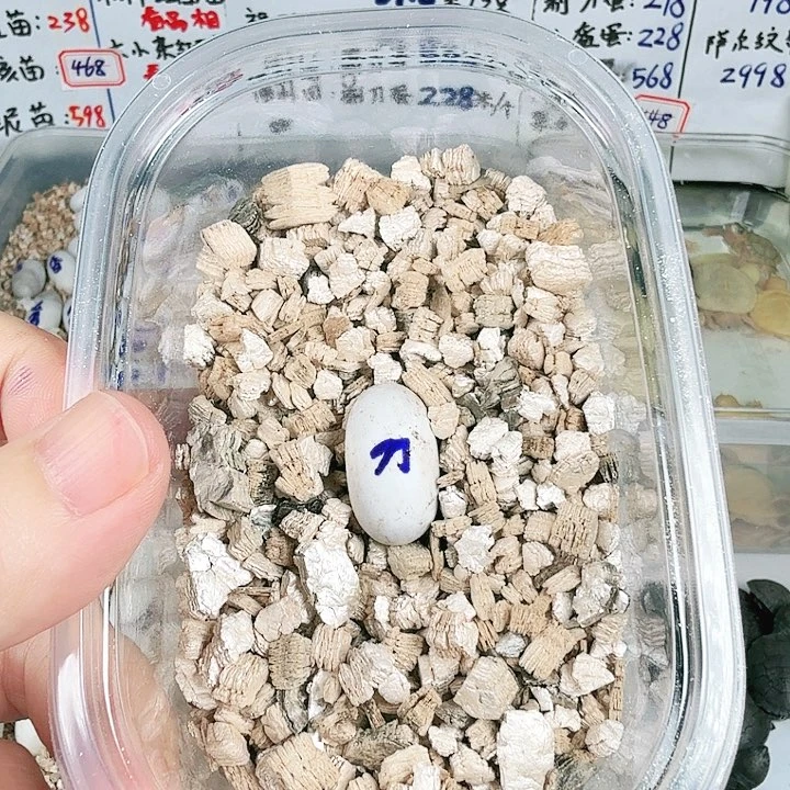 不分公母蛋龟福利剃刀蛋228