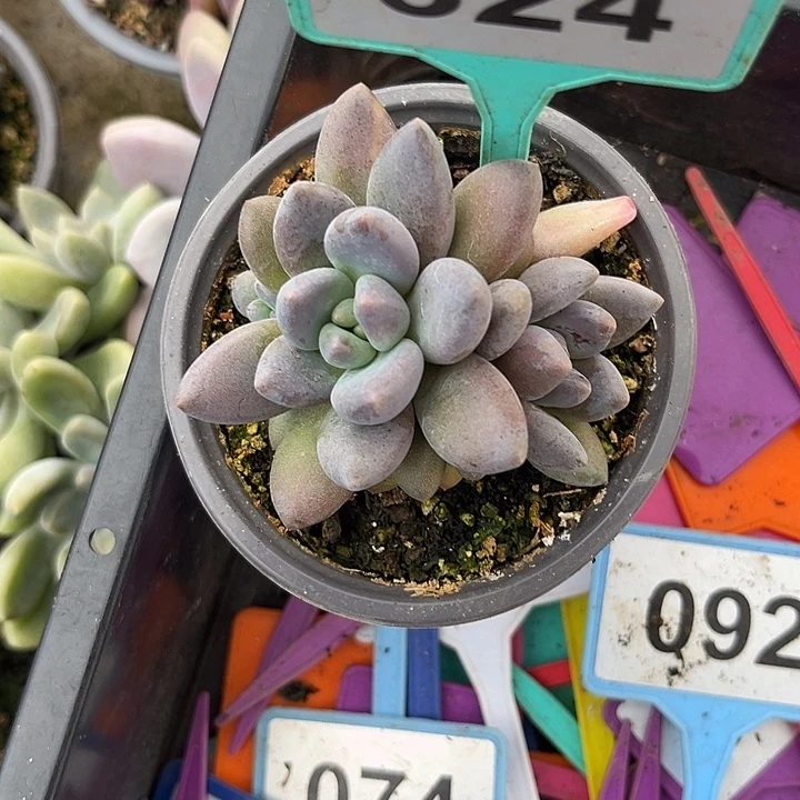 多肉植物黑加伦324