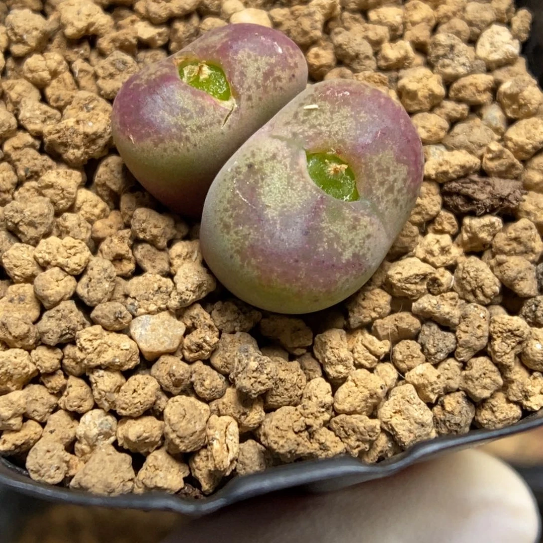 多肉植物肉锥杂交K-4922 KFG墨杂