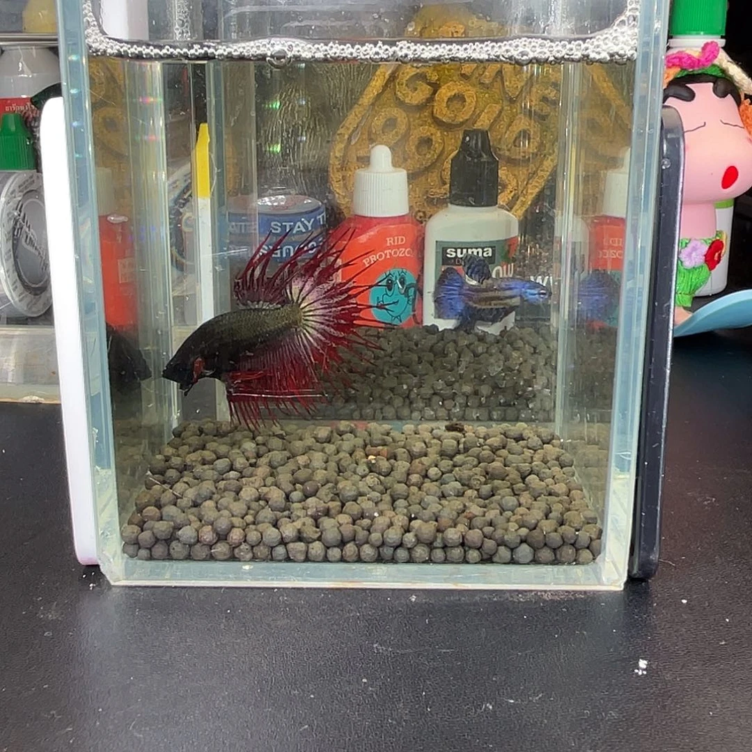 斗鱼11号111早黑毒