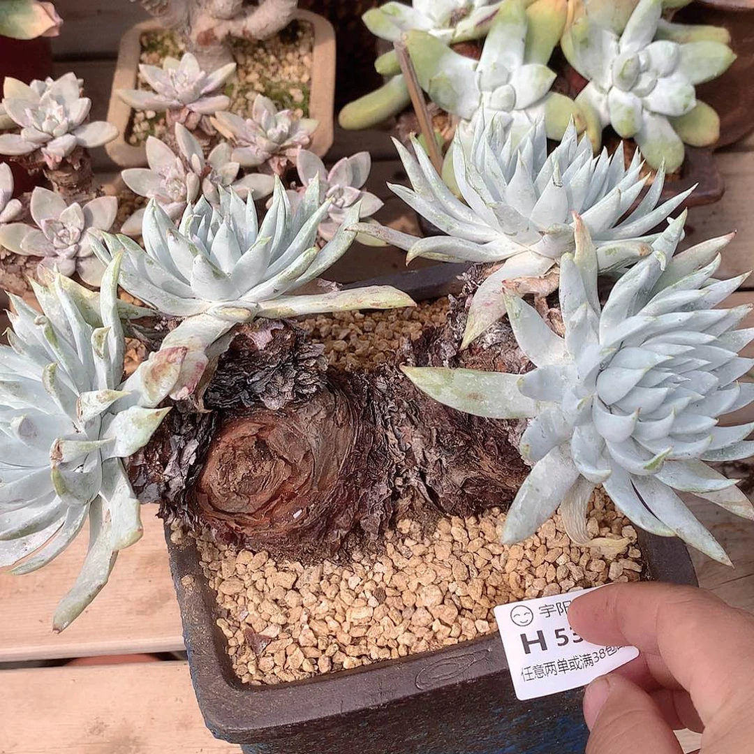 百***的5399瑕疵刘丹雪山多肉