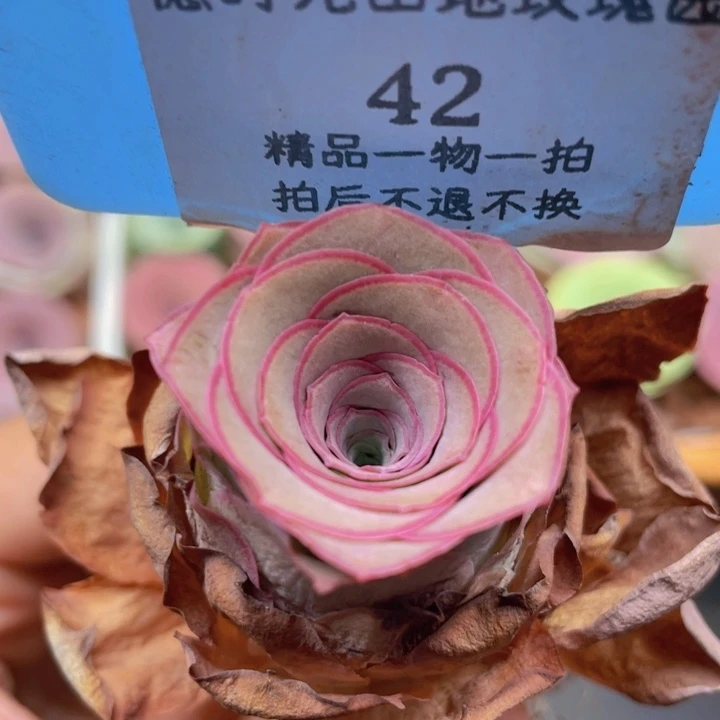 山地玫瑰42裸根发货不售后