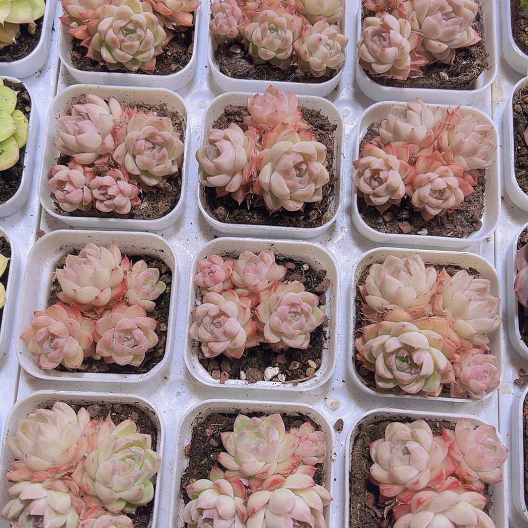 边线女王群19包邮