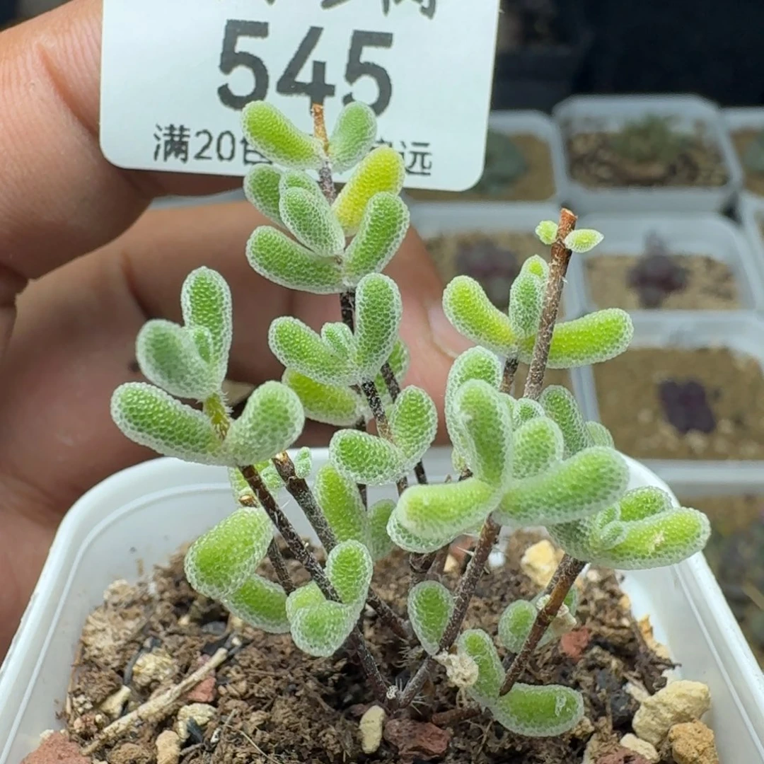 带盆土。