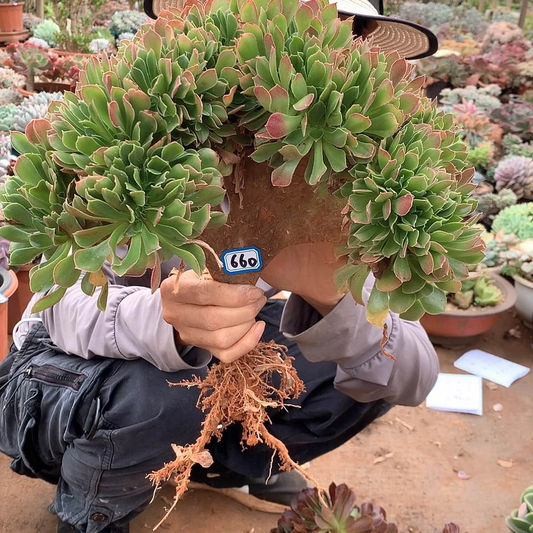 660法师缀一物一拍多肉