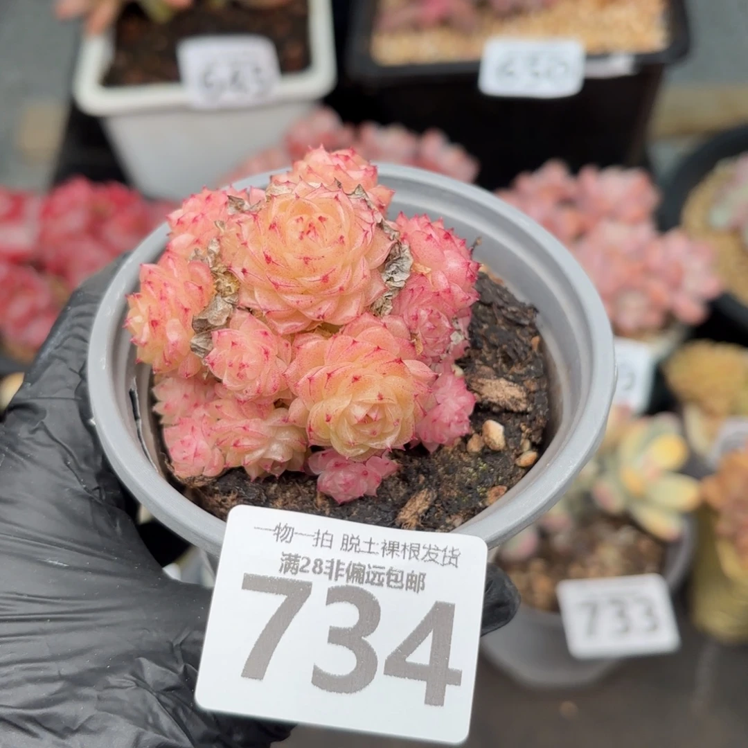 麦秆群无盆土发货