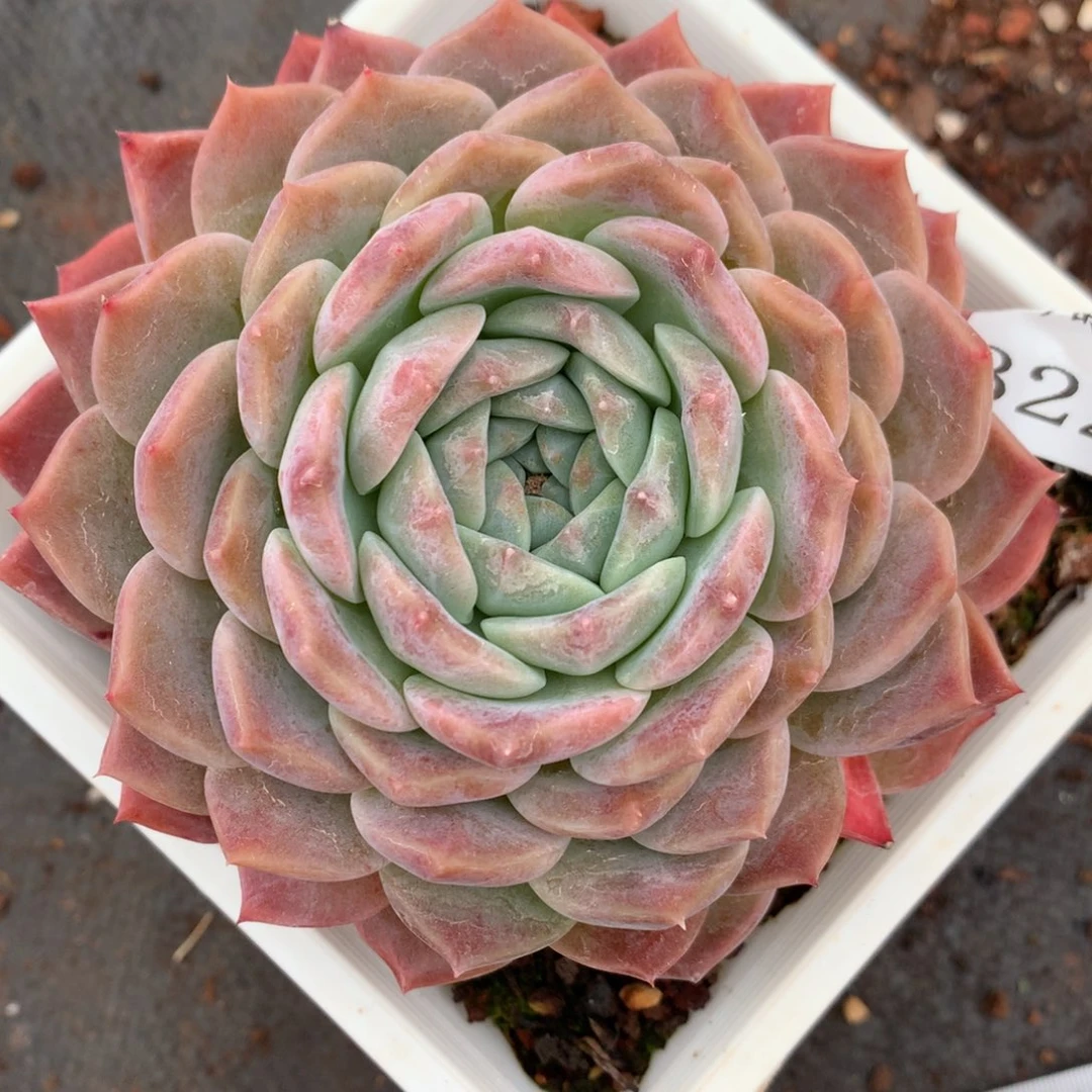 3229杂交多肉植物