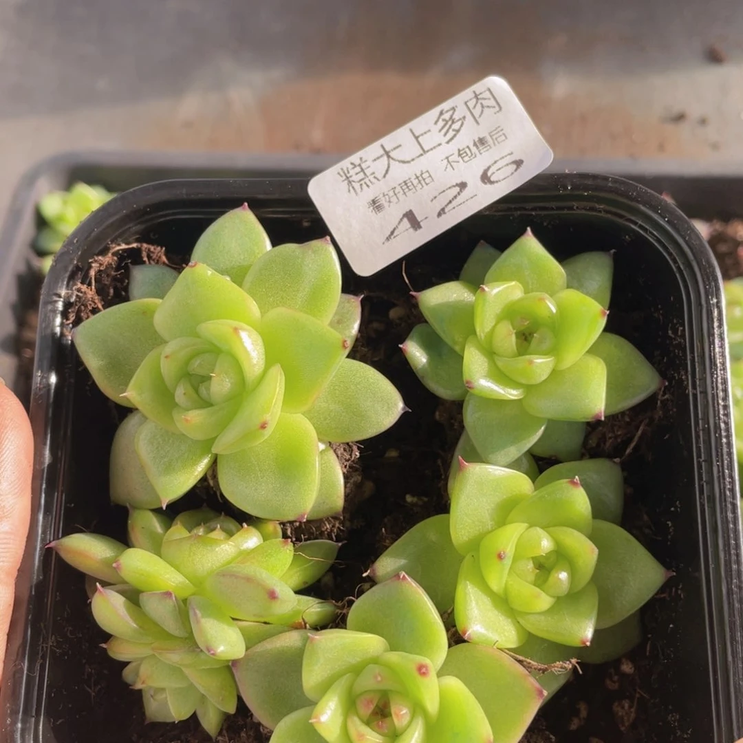 云糖心多肉植物426