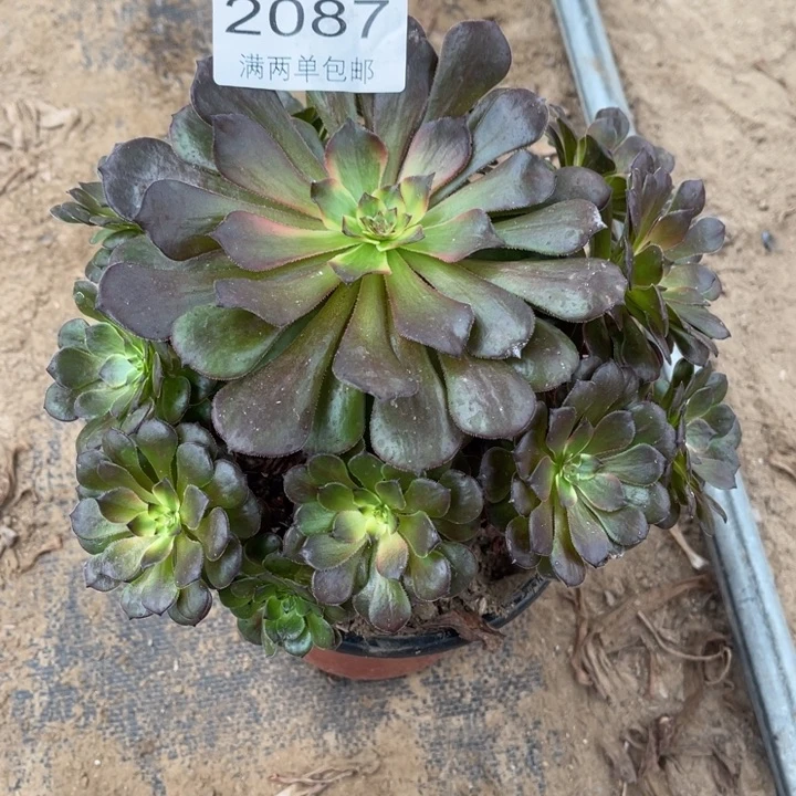 烟花的人多肉的人2087