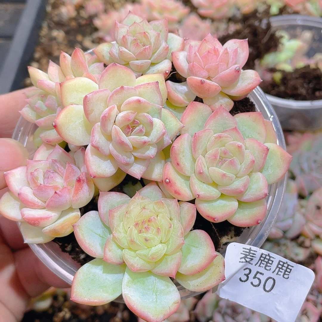 350 朱鹮。