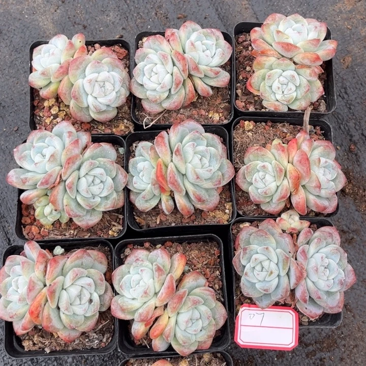 冰玉多肉七方盆一组07号