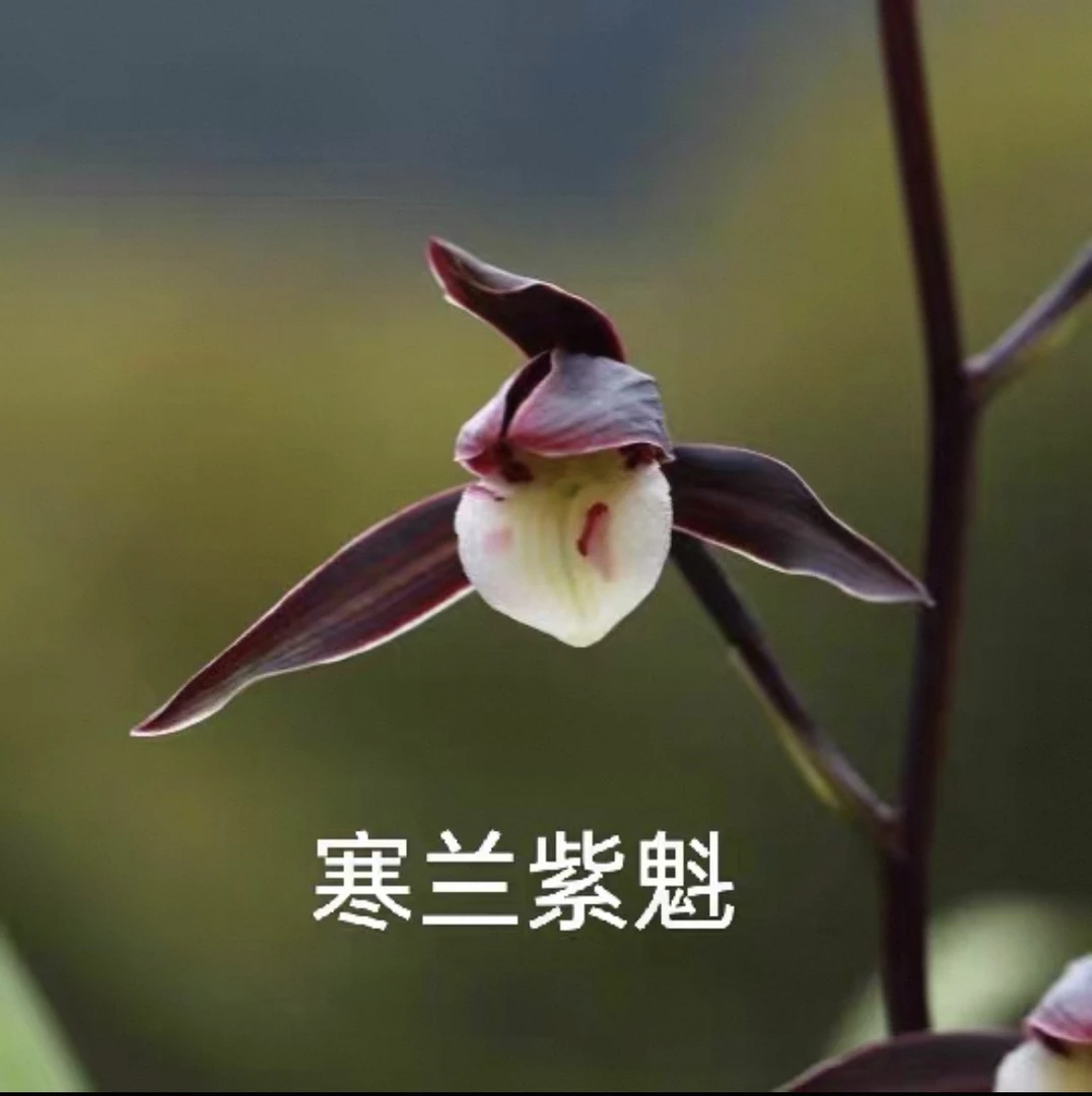 （屿山兰业）紫魁】寒兰 稀有品种 带花苞 发货 ！少量库存！！！