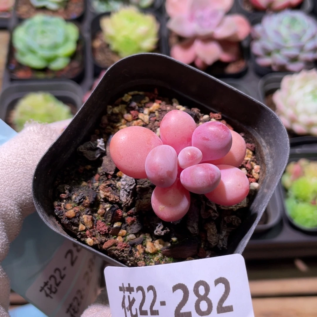 花利美22-282桃蛋