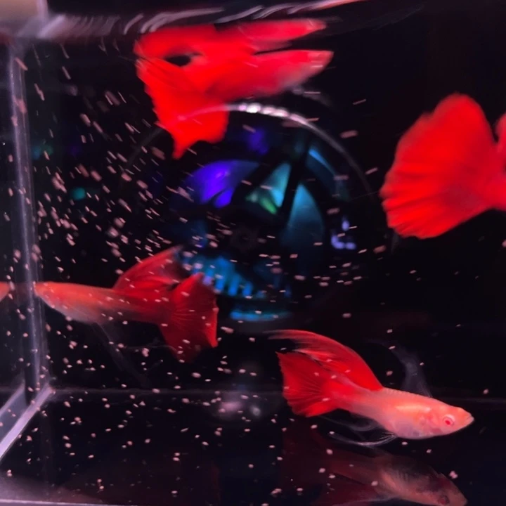 孔雀鱼血红绒球2对