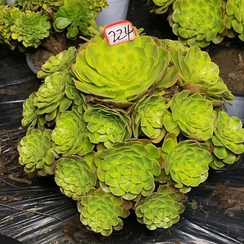 狗****雨荷轮回老桩捧花224号