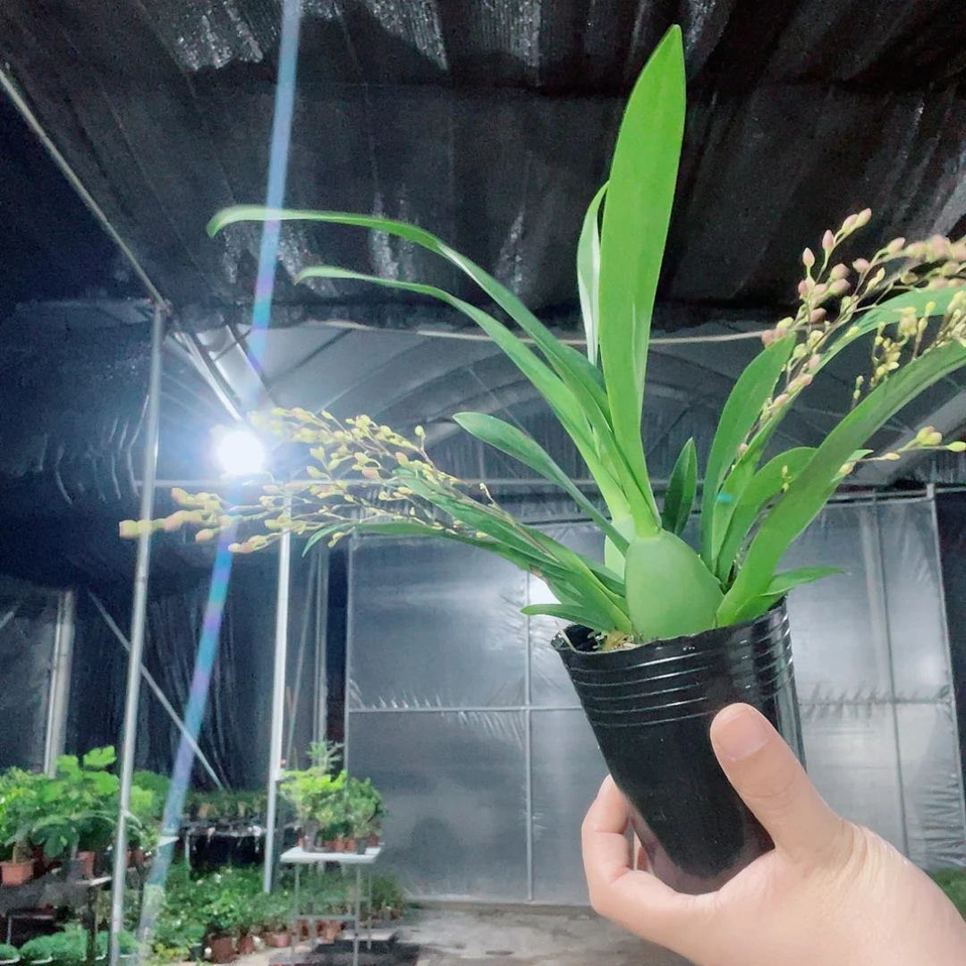当前无花栽培后可以开花粉色文心兰4花剑以上