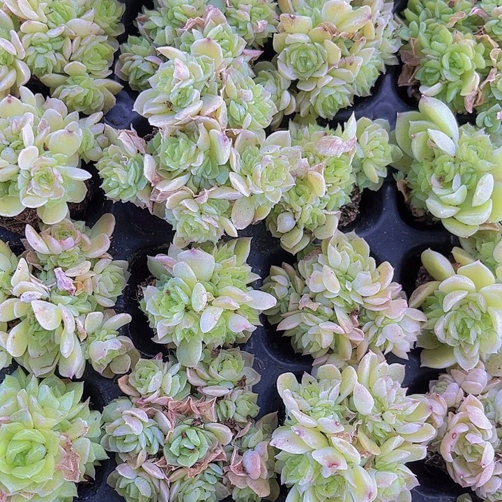 精品爱杜丽尔多肉