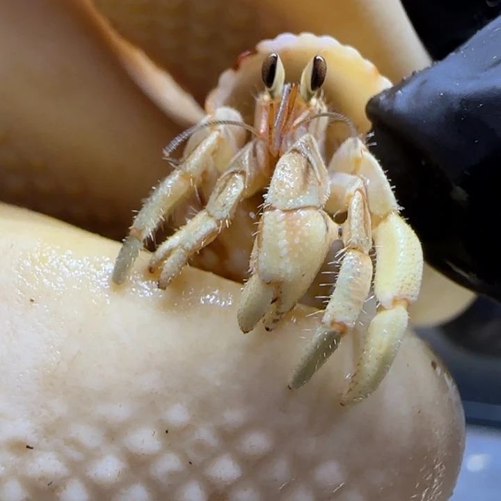 A15柠檬黄 灰白0.8cm口径