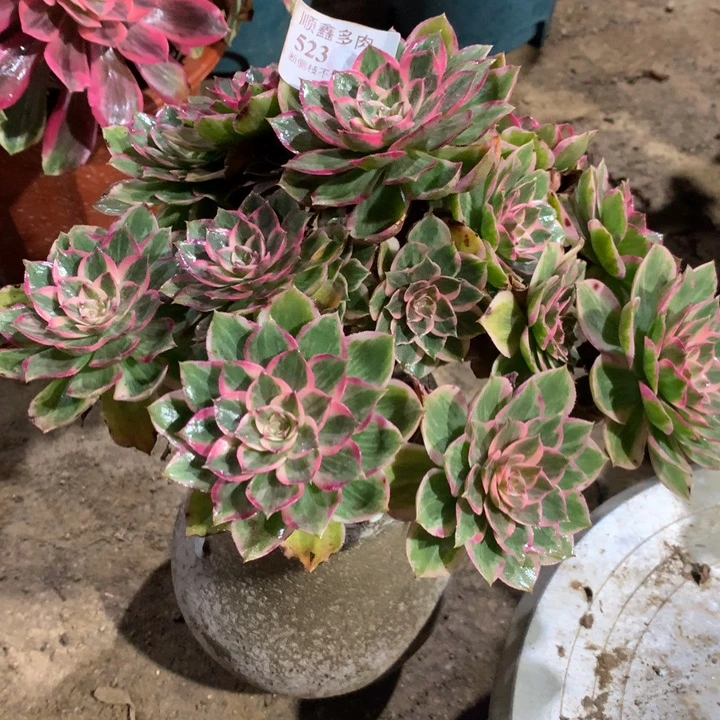 523莲花座多肉植物特价