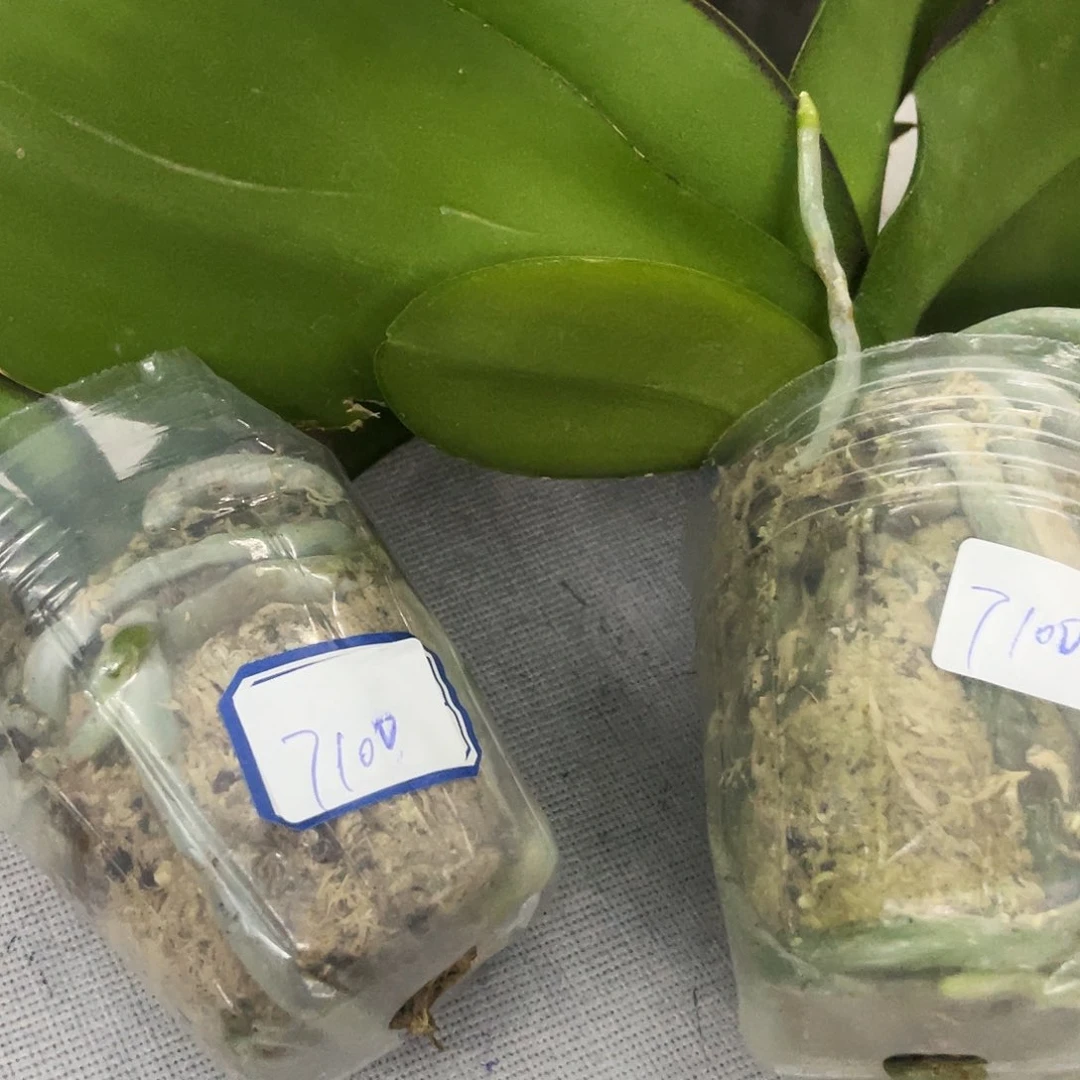 当前无花栽培后可以开花夏*蝴蝶兰红苹果➕月光宝盒
