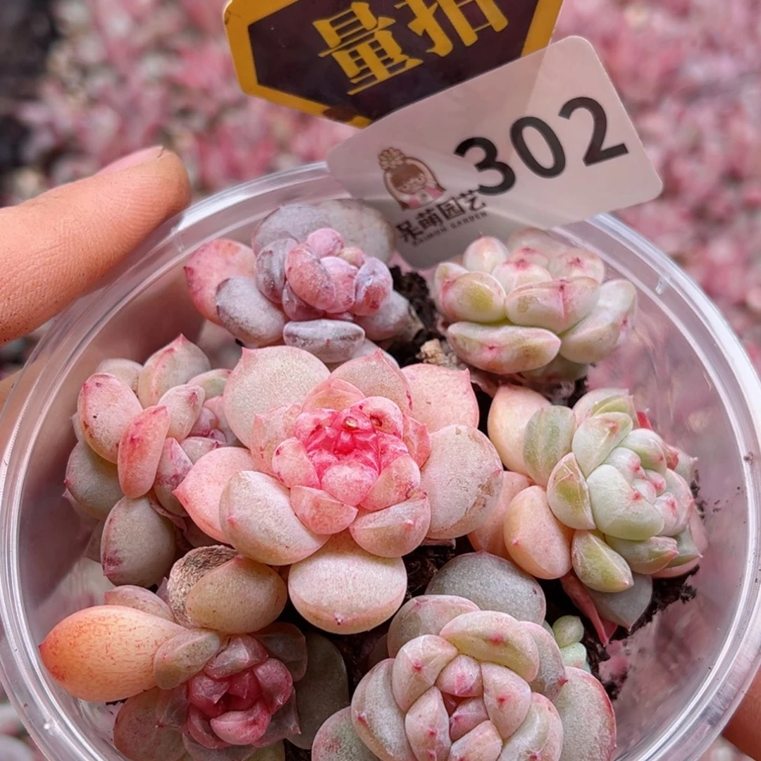 多肉植物多肉植物