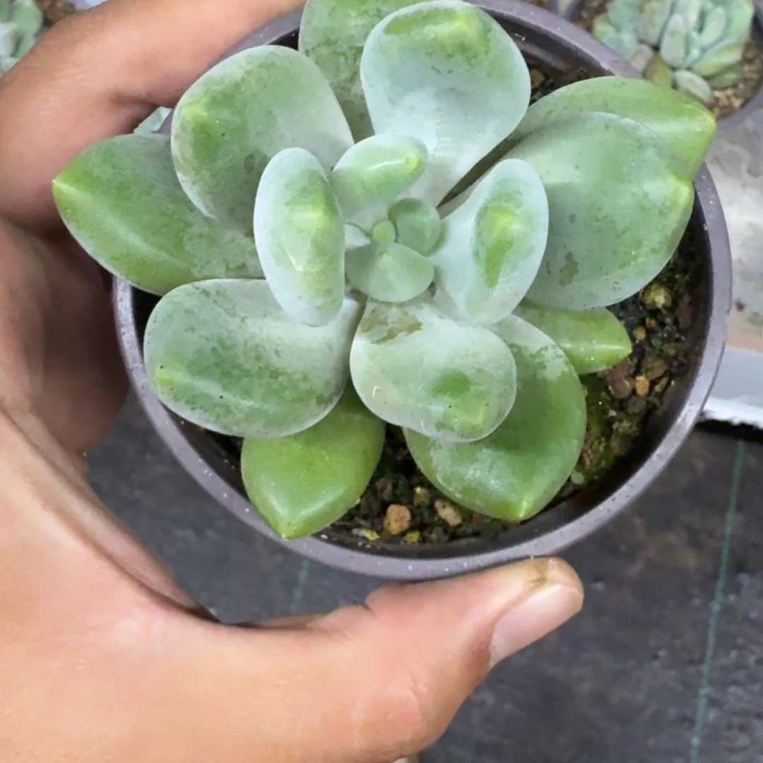 X系列美人新品 一物一拍