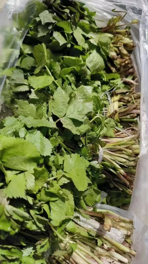 新鲜大叶芹东北山野菜顺丰包邮可用于多种烹饪方式刺嫩芽