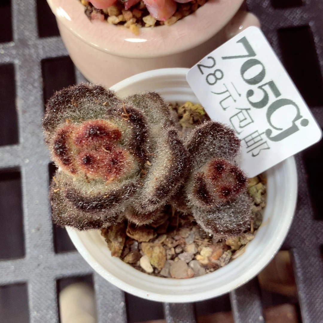 5厘米盆精控多肉705