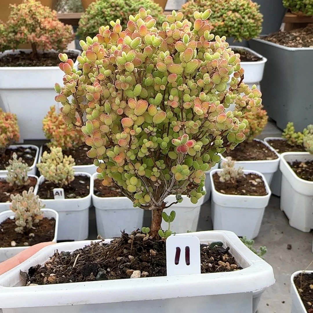 福利出蜜橘糖球。。