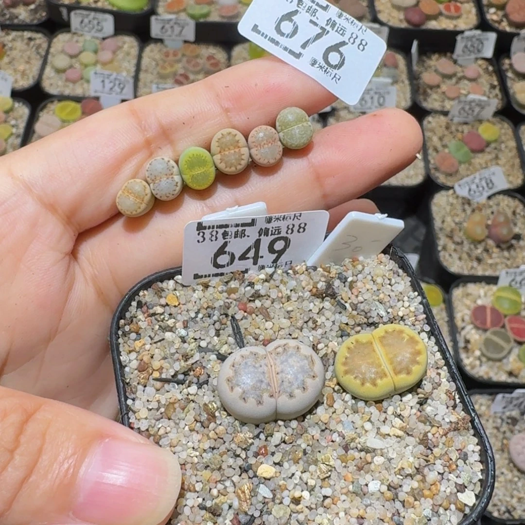 小***乖Ssss精品生石花676