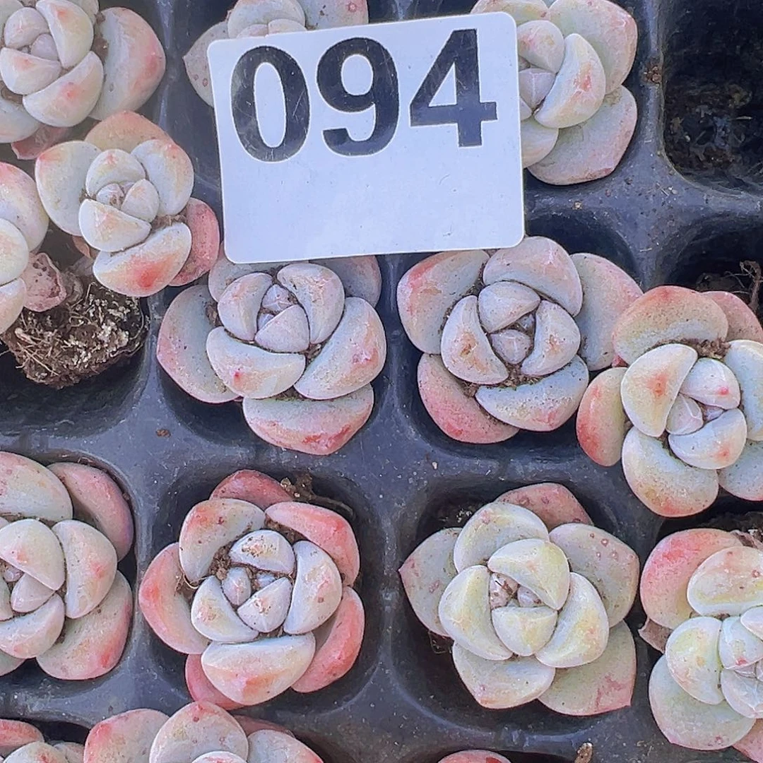 094冰玉5颗单头19包邮