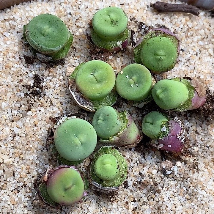 汤*生22588嘟嘟嘴 一颗