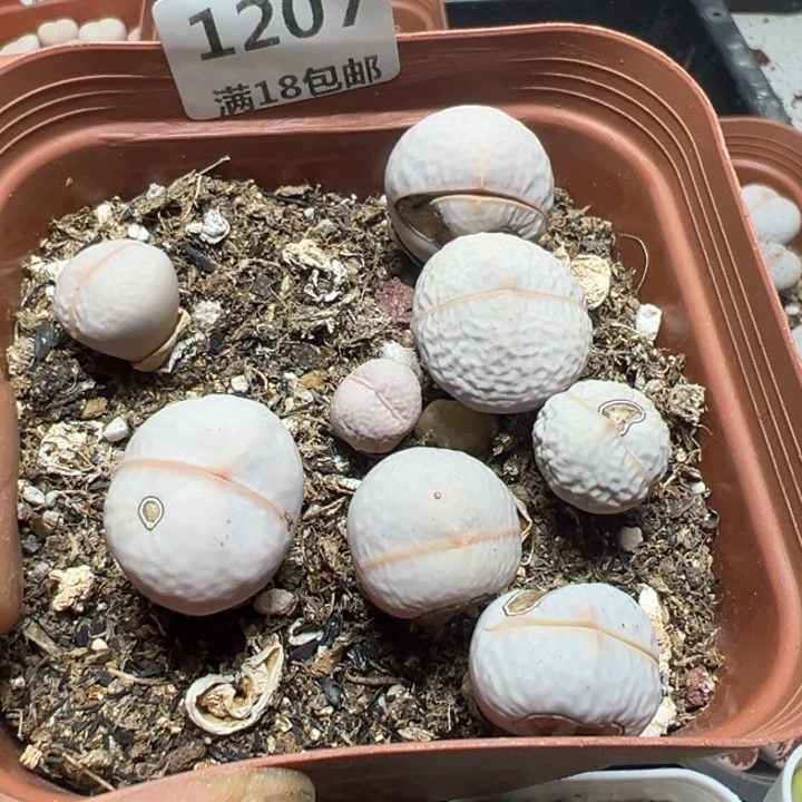 【闪购商品】 1207。