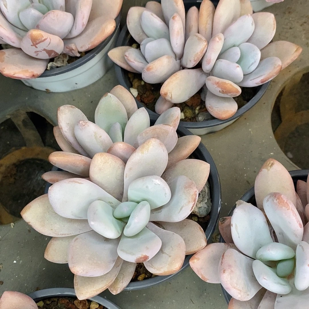 团。双头粉兔。福利多多