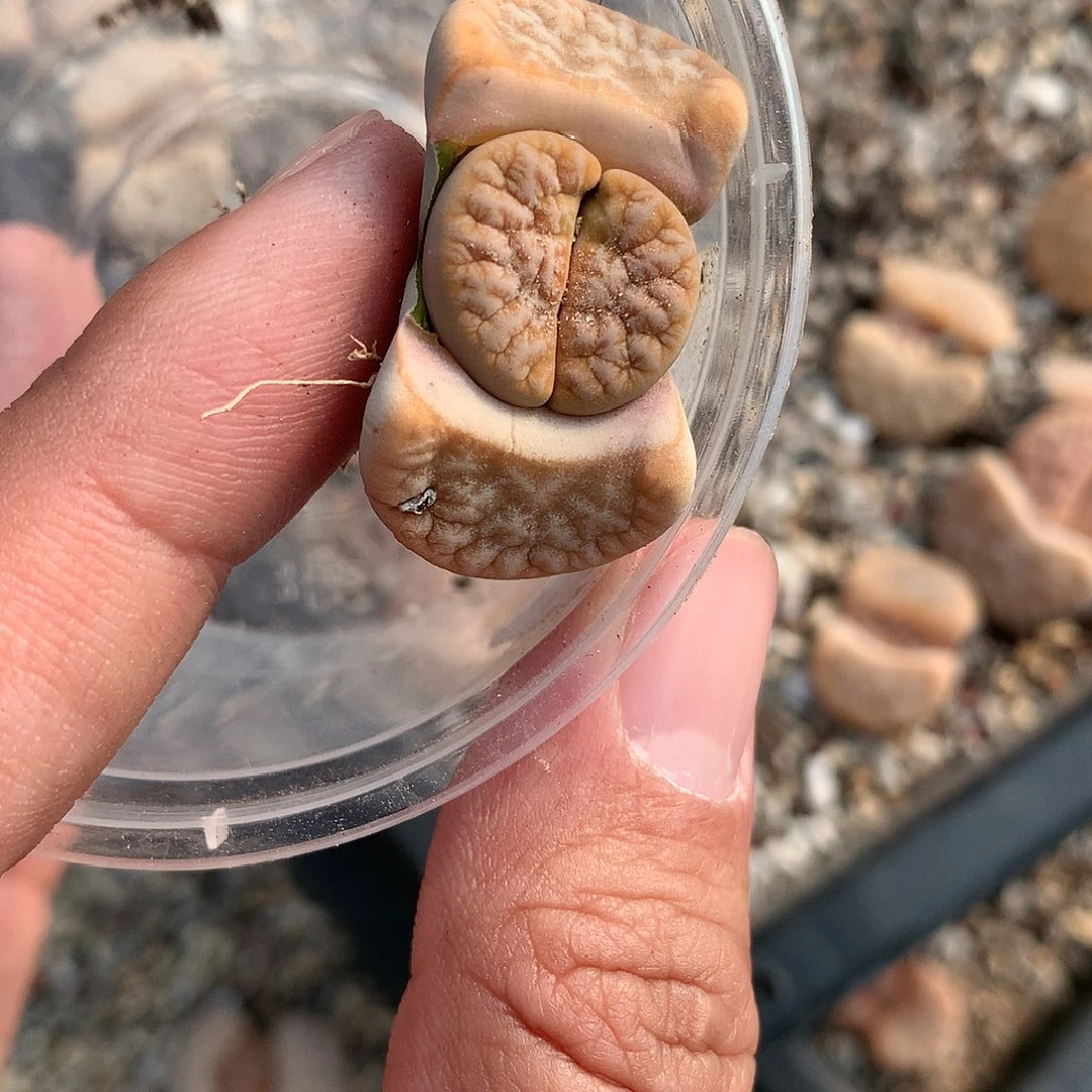 C446多肉植物保护